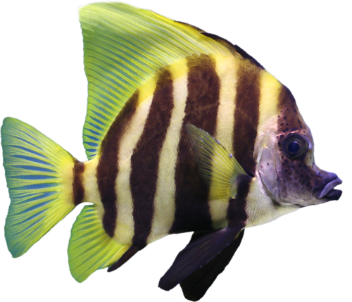 akvariumi_halak_831.png