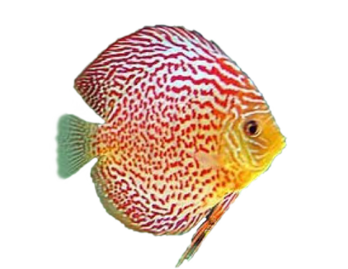 akvariumi_halak_833.png