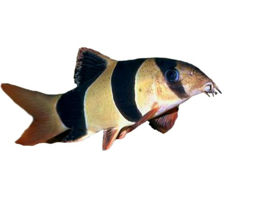 akvariumi_halak_834.png
