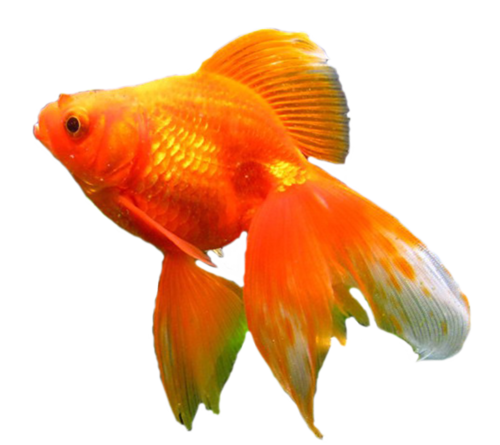 akvariumi_halak_836.png