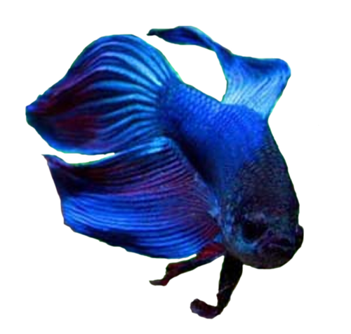 akvariumi_halak_837.png