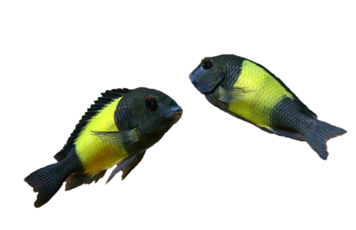 akvariumi_halak_845.png