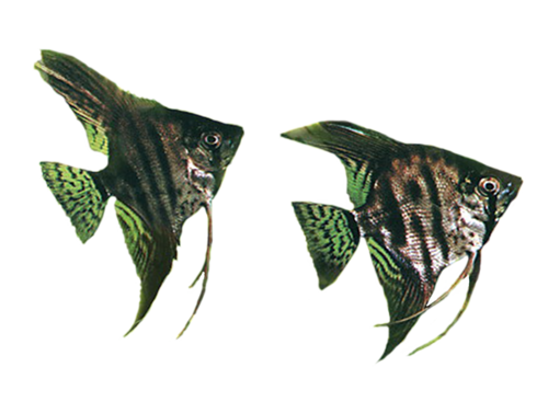akvariumi_halak_846.png