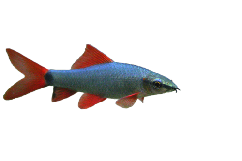 akvariumi_halak_85.png
