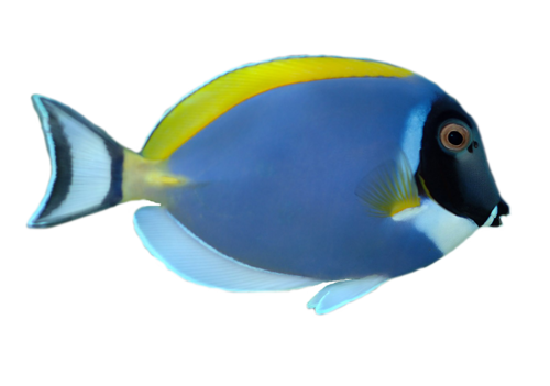 akvariumi_halak_854.png
