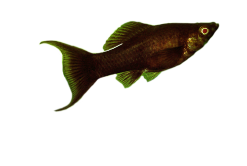 akvariumi_halak_855.png