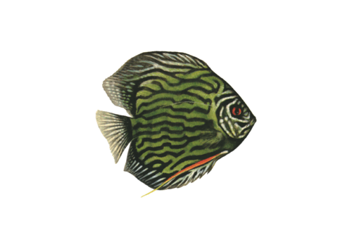 akvariumi_halak_859.png