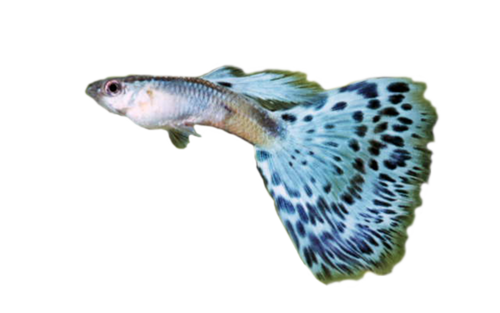 akvariumi_halak_87.png