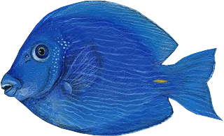 akvariumi_halak_870.png
