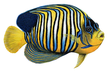 akvariumi_halak_876.png