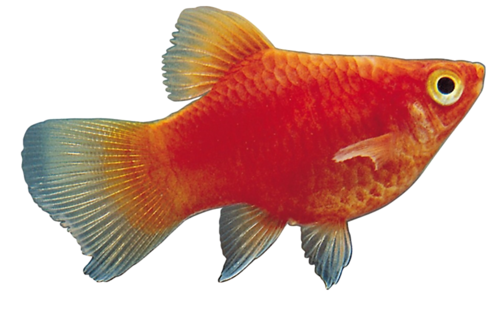 akvariumi_halak_88.png
