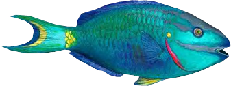 akvariumi_halak_880.png