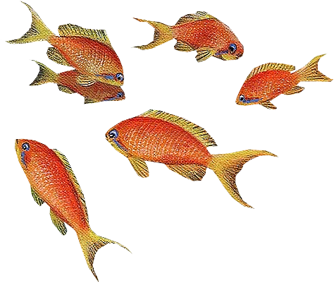 akvariumi_halak_881.png