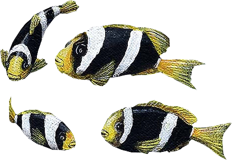 akvariumi_halak_883.png