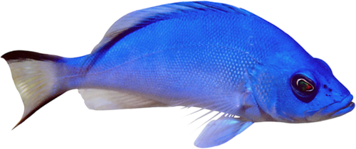 akvariumi_halak_885.png