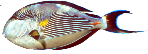 akvariumi_halak_886.png