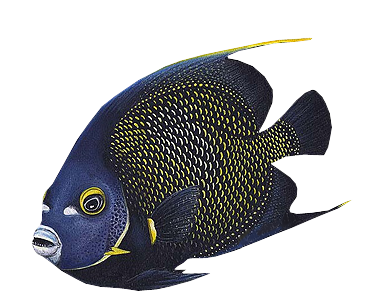akvariumi_halak_887.png