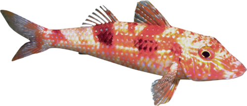 akvariumi_halak_889.png