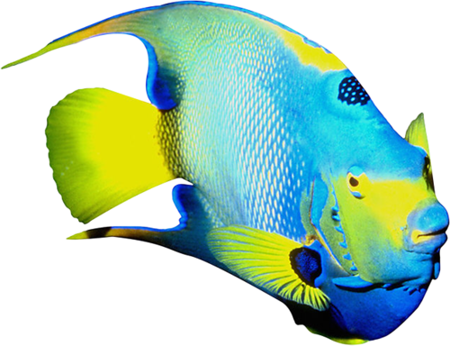 akvariumi_halak_890.png