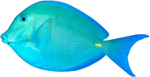 akvariumi_halak_892.png