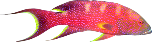 akvariumi_halak_897.png