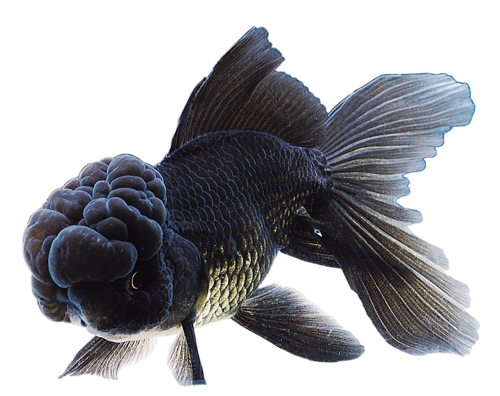 akvariumi_halak_899.png