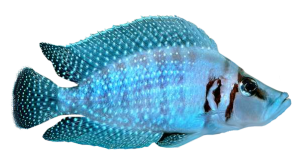 akvariumi_halak_90.png