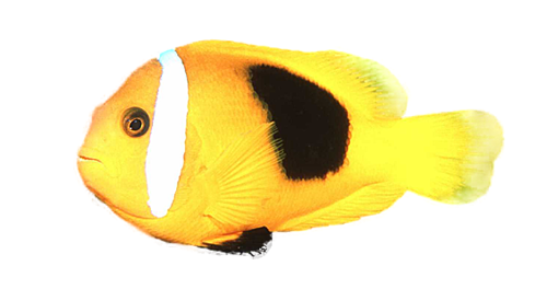 akvariumi_halak_900.png