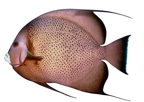 akvariumi_halak_901.png