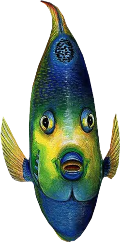 akvariumi_halak_903.png