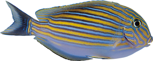 akvariumi_halak_905.png