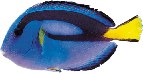 akvariumi_halak_906.png