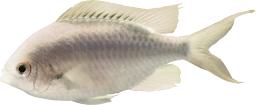 akvariumi_halak_907.png