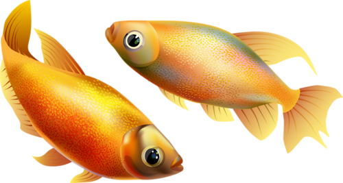 akvariumi_halak_908.png