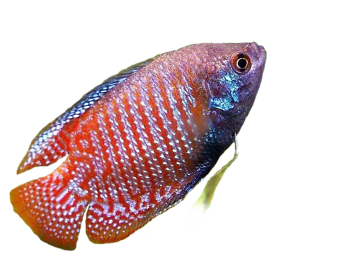 akvariumi_halak_91.png