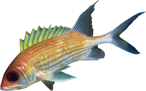 akvariumi_halak_912.png