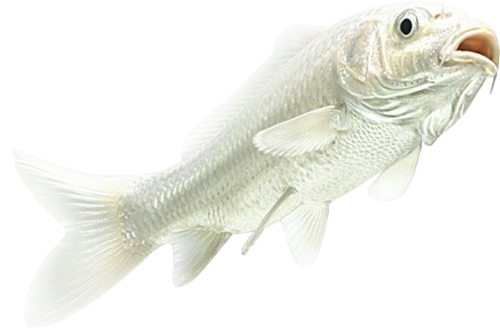 akvariumi_halak_916.png