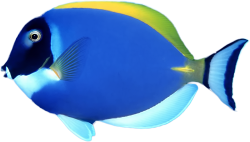 akvariumi_halak_919.png