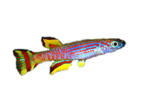 akvariumi_halak_92.png