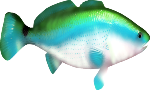 akvariumi_halak_926.png