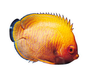 akvariumi_halak_93.png