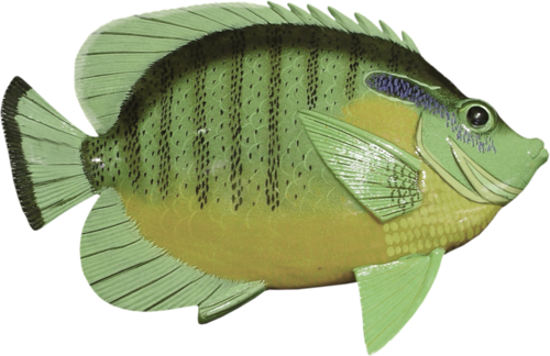 akvariumi_halak_931.png