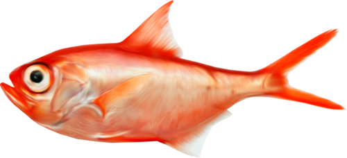 akvariumi_halak_933.png