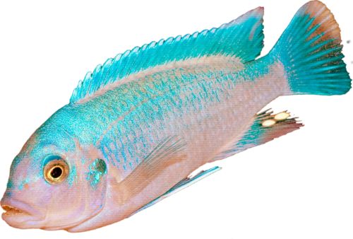 akvariumi_halak_934.png