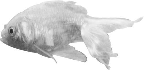 akvariumi_halak_935.png