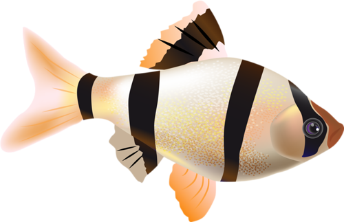 akvariumi_halak_943.png