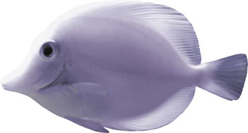 akvariumi_halak_944.png