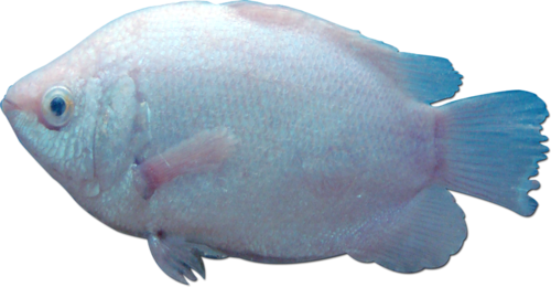 akvariumi_halak_946.png