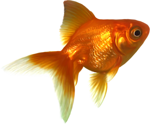 akvariumi_halak_948.png