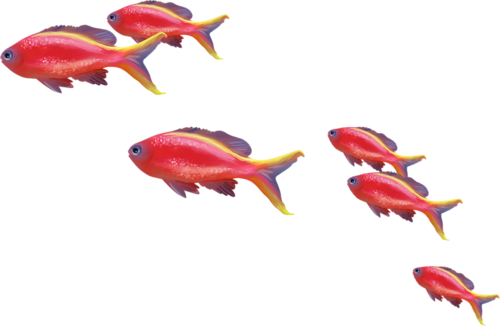 akvariumi_halak_959.png